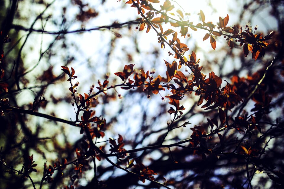Leaves leaf branches