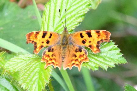 Comma butterfly photo