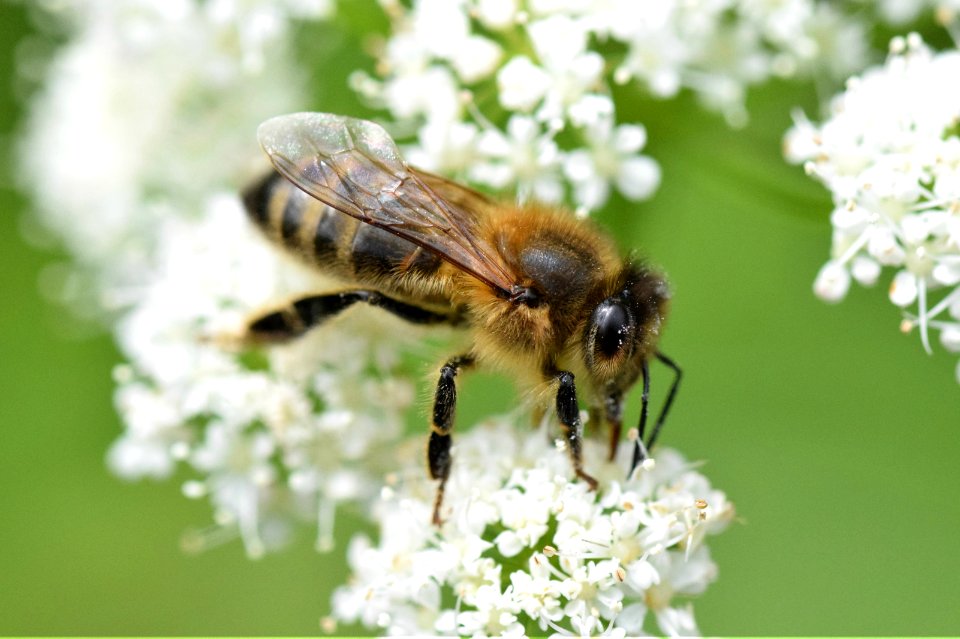 Honeybee