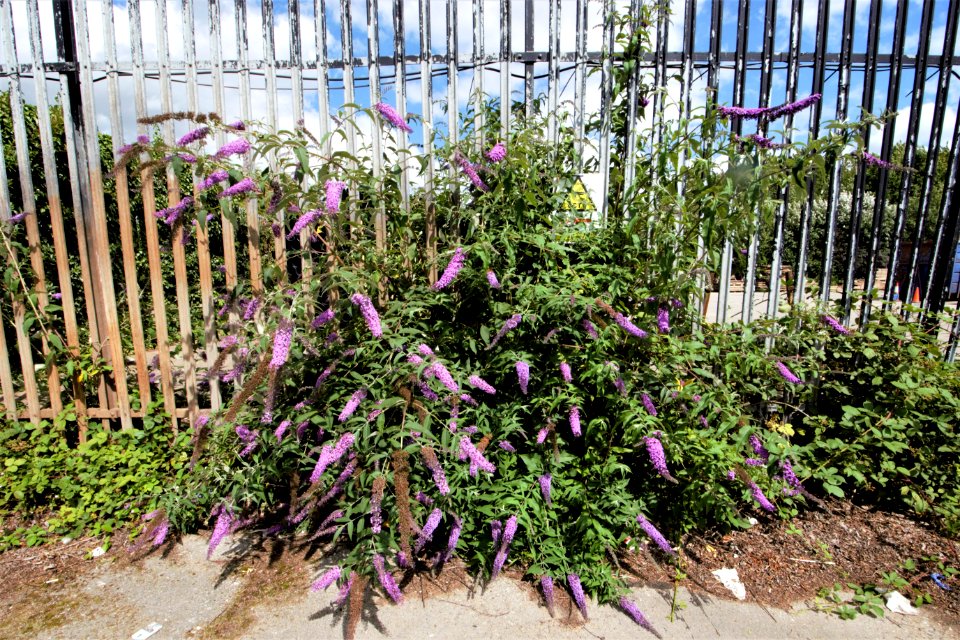 DSC 0706