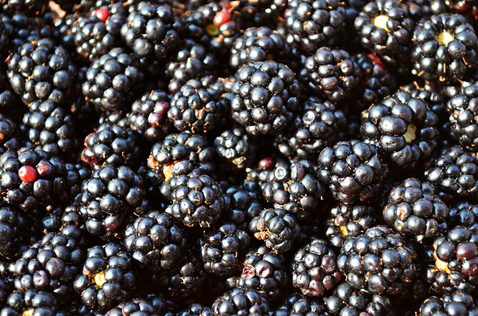 Food nature small fruit