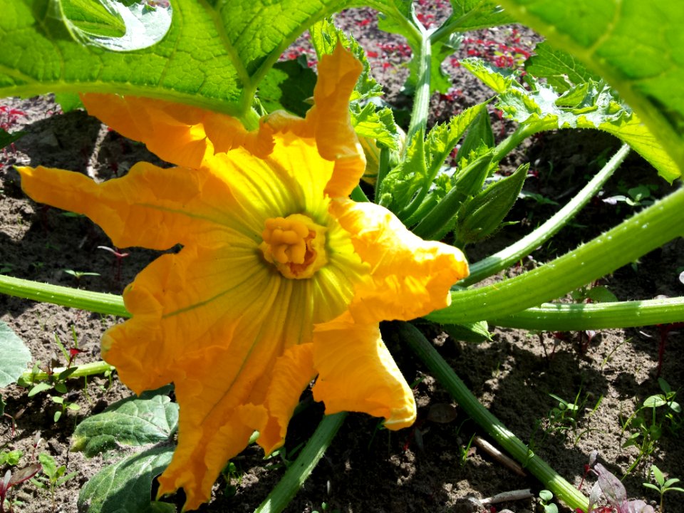 Courgette, moestuin ...