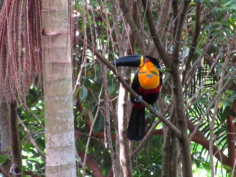 Tucano próximo ao palmiteiro