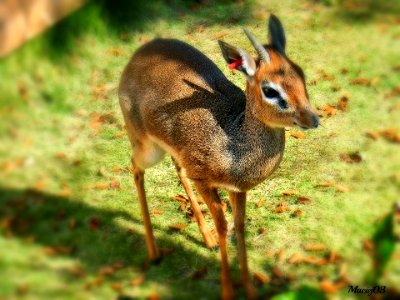 Baby deer..