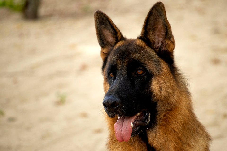 German Shepherd
