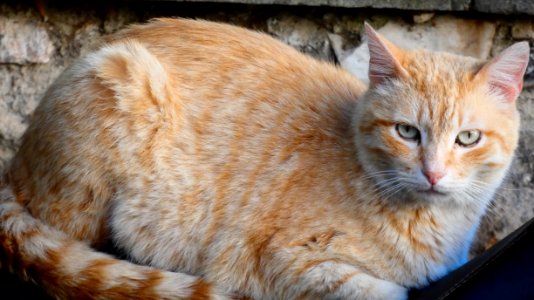 Orange cat. photo