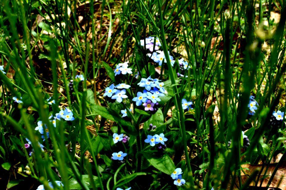 Baby Blue forget-me-not