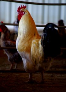 A rooster we call Donald