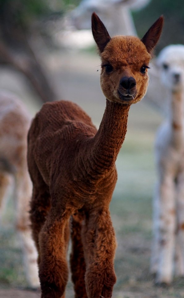 Alpaca