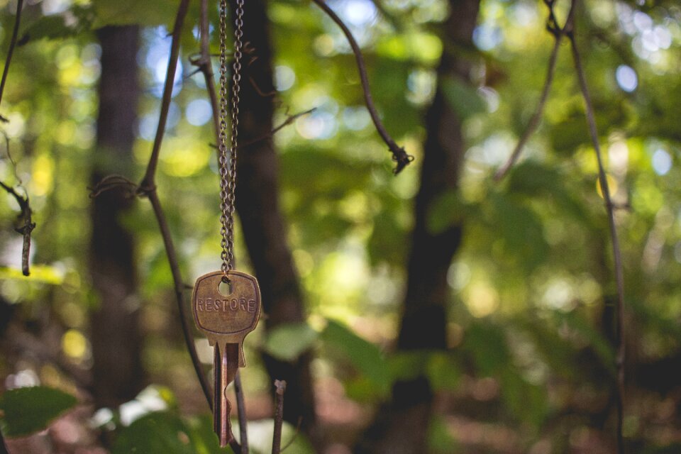 Outdoors wood forest