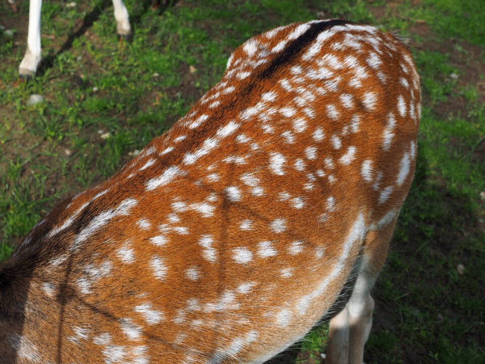 Fur hirsch fallow deer