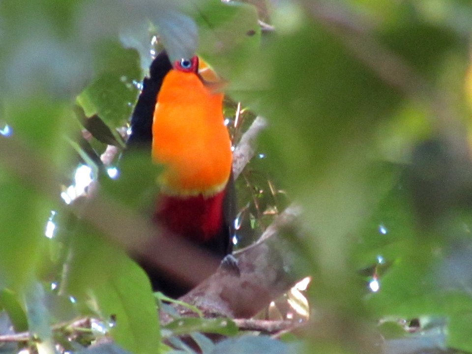 Tucano entre folhas