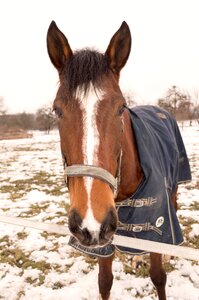 Horse ride stallion photo