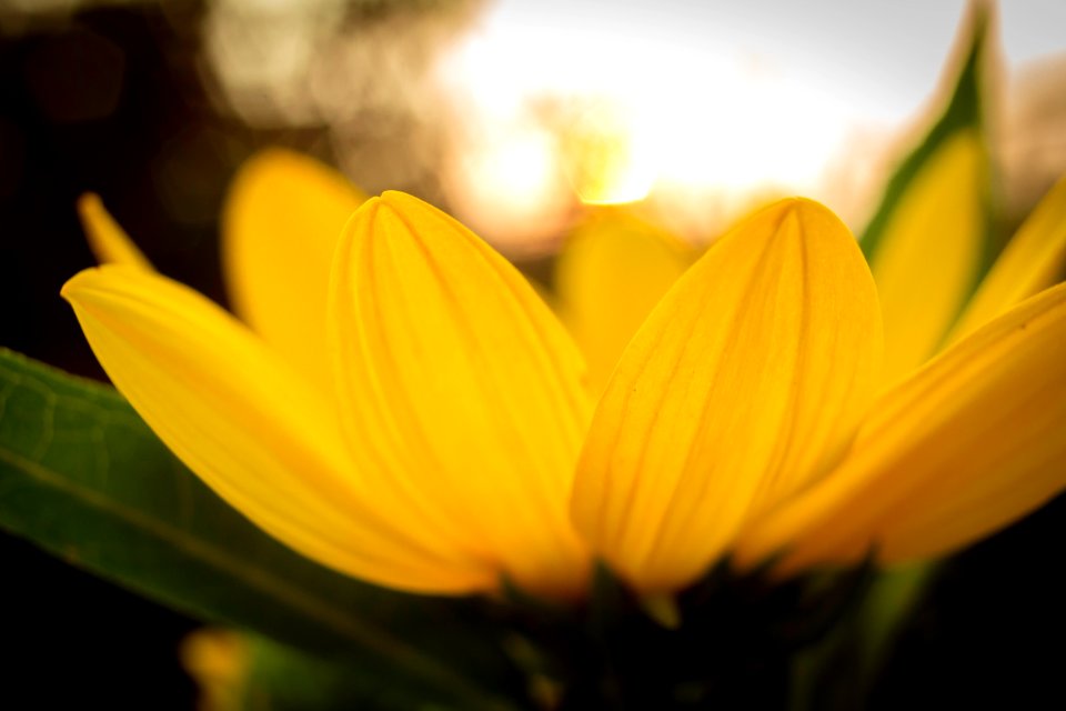Sun&Flower