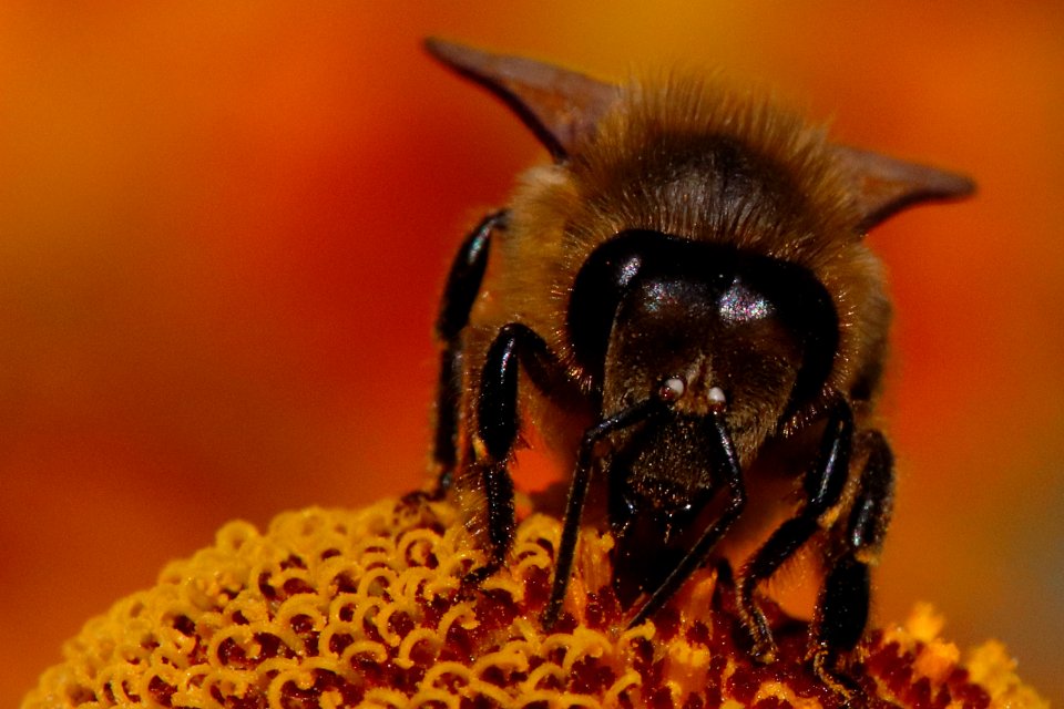 bee on a blossom / Biene auf einer Blüte photo