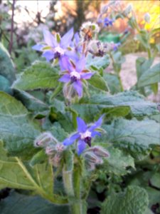 Borage