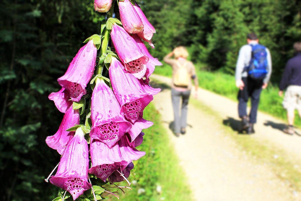 Flower forest nature