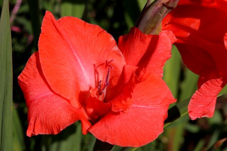 Red gladiolus flower / Rote Gladiolen Blüte