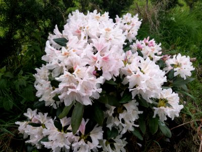 Rhodo