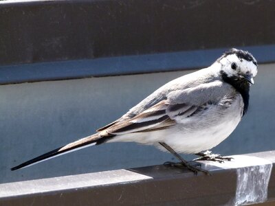 Wagtail bird close-up photo