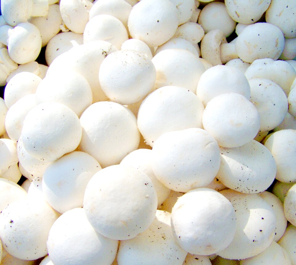 Button mushroom white vegetable food