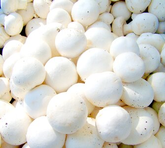 Button mushroom white vegetable food