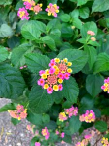 Lantana camara in Uptown New Orleans