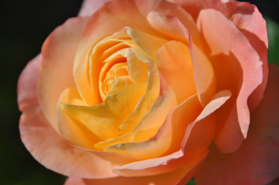 Garden roses rose blooms close up