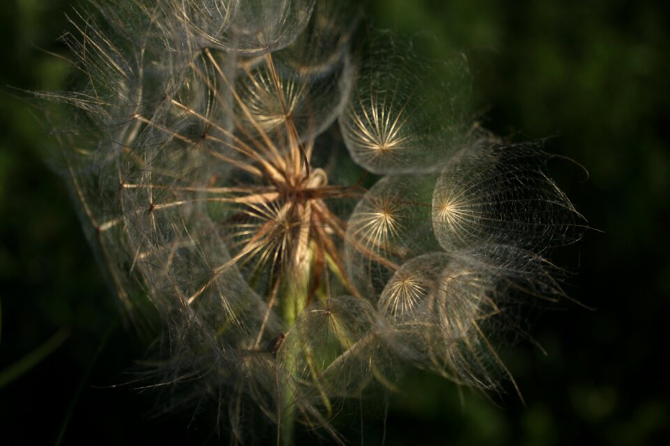 Achene inflorescence seed