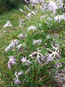 Kleine bloemen, grote geur. (Dianthus superbus)