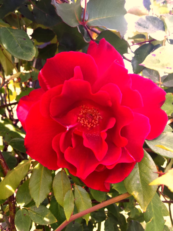Rosa 'Clg. Etoile de Hollande'. Ruikt erg lekker!