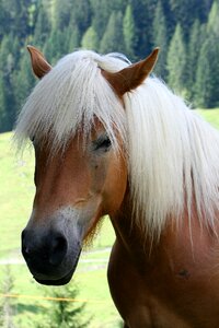 Horse animal pets photo