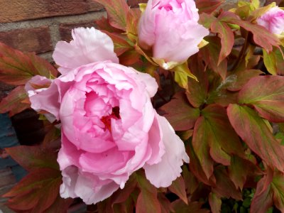 Paeonia suffruticosa #2