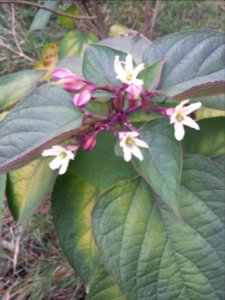 Clerodendrum trichotomum photo