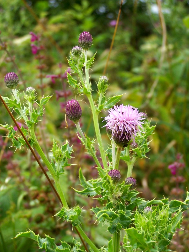 Thistle do