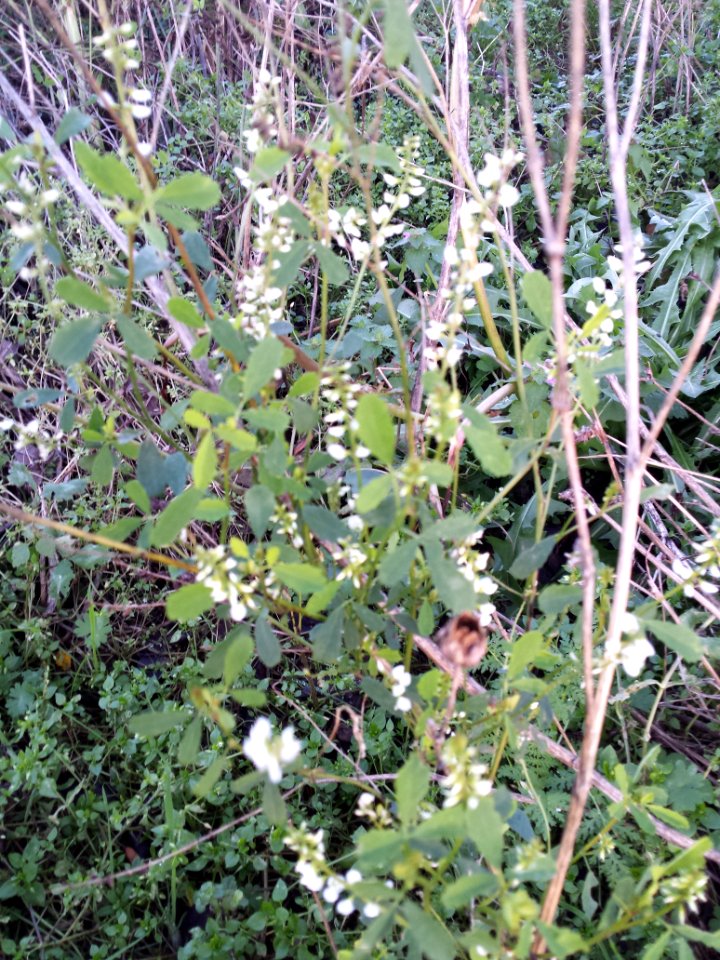 Melilotus albus (Witte honingklaver)