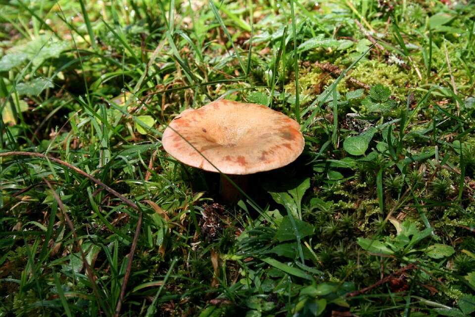 Mushroom delicious deliciosus plant