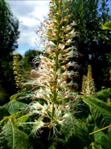 Aesculus parviflora