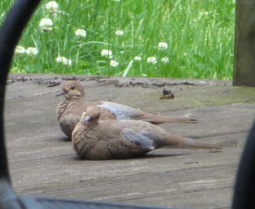 Pair of Mourning Doves