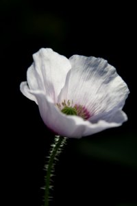 Poppy with white flower / Mohnblume mit weißer Blüte