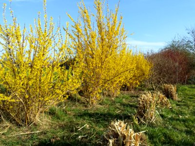 Forsythia