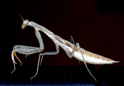 Adolescent praying mantis photo