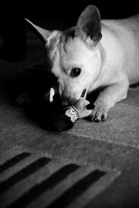 Cute play black&white photo