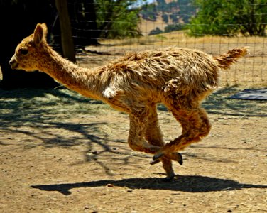 Action Alpaca
