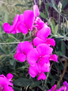 Lathyrus latifolia