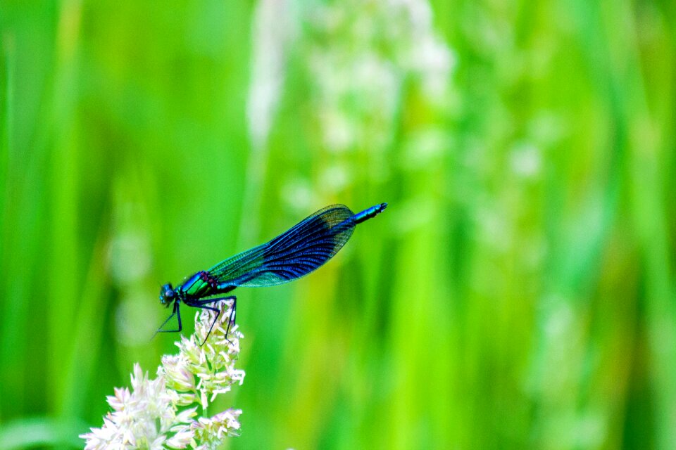 Fauna blue metallic