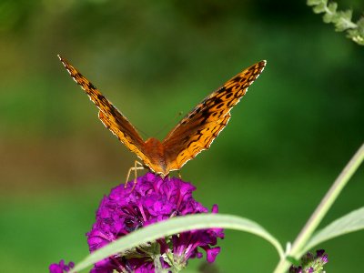 ins orange butterfly2