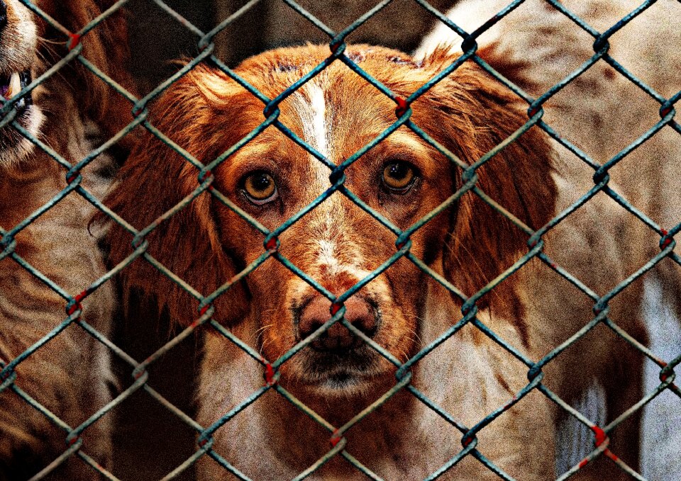 Animal shelter sad animal rescue
