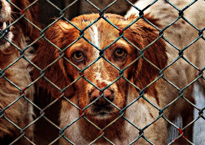 Animal shelter sad animal rescue photo