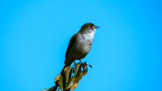 Diucón (Xoimis pirove)
